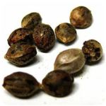 Семена марихуаны АК-47  (Seeds AK-47) в Нижней Туре